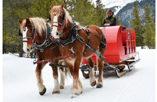 Dinner Sleigh Rides