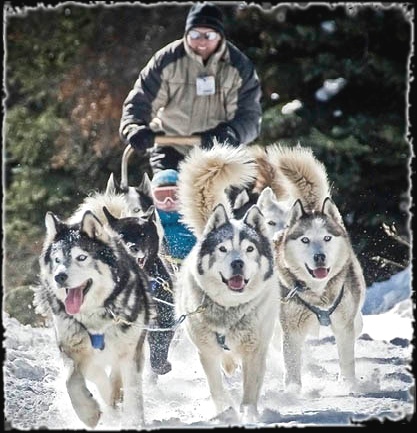 Dog Sledding